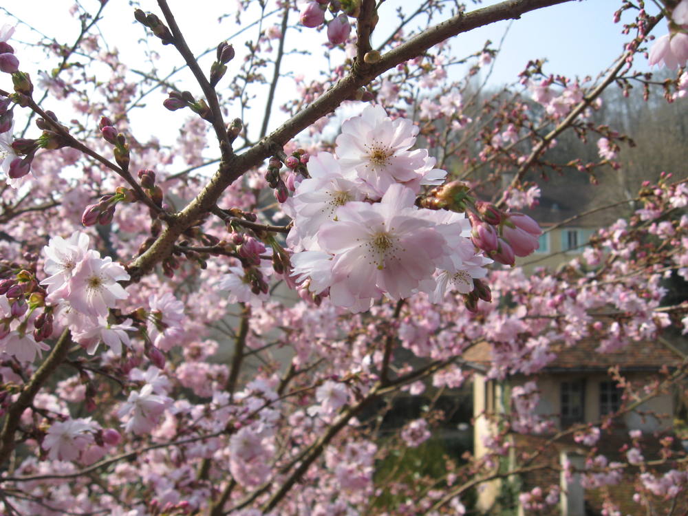 Fleurs de printemps des jardins en terrasse d’Avallon