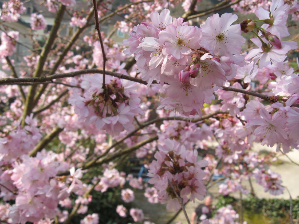 Fleurs de printemps des jardins en terrasse d’Avallon