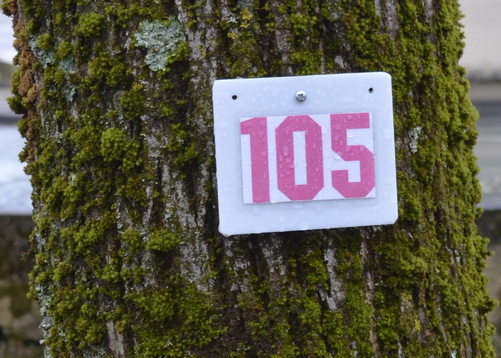 Le numéro 105, vissé dans un tilleul, place des Capucins