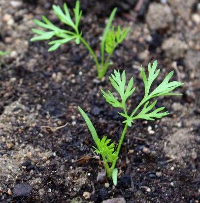 Calendrier Des Semis Plantations Et Recoltes Au Potager Dans La Vallee Du Bio Ecologie Jardins Vie Pratique Valleeducousin Fr Calendrier Des Semis Plantations Et Recoltes Au Potager Dans La Vallee Du Bio Ecologie Jardins Vie Pratique Valleeducousin Fr