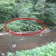 Rive gauche du Cousin, après la deuxième table de la grande aire à pique-nique