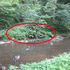 Rive gauche du Cousin, après la deuxième table de la grande aire à pique-nique