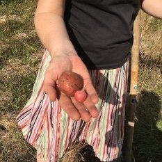 récolte à Domecy sur Cure